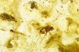 Polished Colombian Copal ( g) - Contains Flies and Ants! #355432-2
